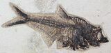 Large Diplomystus Fossil Fish - inch Layer #29550-1